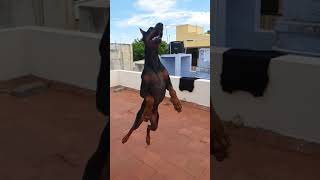 My European doberman jumping highworking out  Insta  daddaughterdogs3d [upl. by Enyalb]