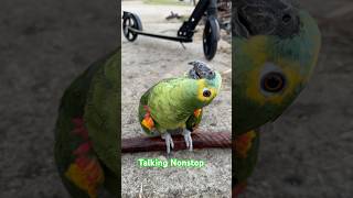 Greeny talking nonstop vlog parrot birds [upl. by Romelda]