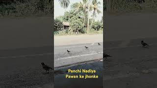 Panchi Nadiya Pawan ke jhonke  Panchi song  Shorts  Prabir Service Care [upl. by Sexton]