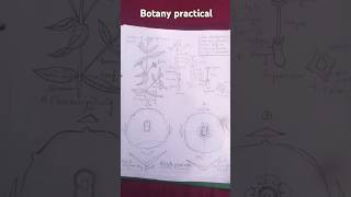 Bsc 3rd semester botany practical Eclipta prostrate Calotropis procera etc [upl. by Iviv]