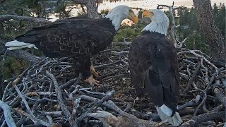 FOBBV Eagles 🦅 Jackie amp Shadow Return to Nest with Cotton Candy Beaks 🍬🕸️ 2024 Jul 11 [upl. by Ingrid829]