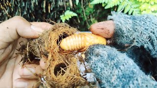 Look I unboxed the larva pupa until it became a sago beetle on the oil palm tree [upl. by Anyala]