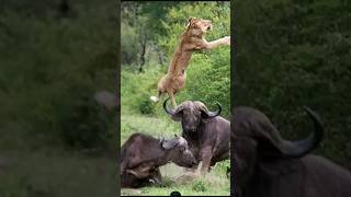 Buffalo Gang Attack 🔥🦁🔥 Lions pride wildlife animals nature shortsvideo shortsfeed viralvideo [upl. by Alaekim756]