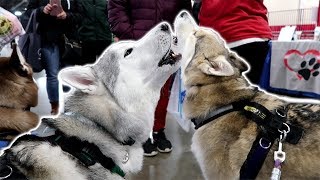 Huskies Howling for the Pawdience  Novi Pet Expo 2018 [upl. by Kennith808]