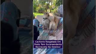 Cachorra Resgatada Em Posto Tem Surpreendente Reviravolta No Destino [upl. by Halley598]