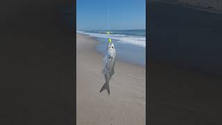 Bluefish are biting along the Space Coast Bait cut mullet and whiting tight lines [upl. by Frodeen311]