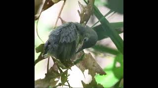 Copperthroated chick fledged its nest at Sungei Buloh Wetlands Reserved Boardwalk [upl. by Yanarp]