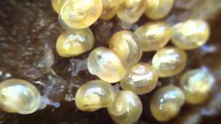 Newly hatched baby snails [upl. by Nomzzaj]