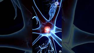 Neurone synapses in our brain viralshort trendingshorts medicalstudent youtubeshorts trend [upl. by Tacita159]