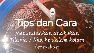 Sistem RAS  Tips dan cara memindahkan anak ikan Tilapia dalam ternakan kolam Poly Tank [upl. by Lashar143]