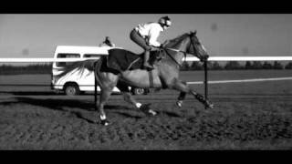 Galloping Horse in Super Slow Motion [upl. by Howlend]