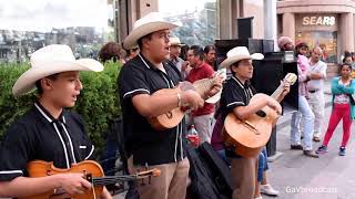 Huapangos por Eco Potosino  El Querreque El Caimán El Gusto El Aguanieve La Petenera y La Leva [upl. by Winchell617]