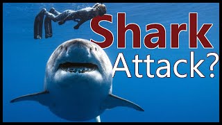 Shark Attack While Scuba Diving  Scary Fascinating [upl. by Moscow169]