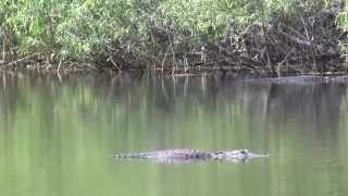 Swamp Walk Raw Alligator Footage [upl. by Silrak]