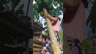 MINGSAKA NA SA KAPAYAS ANG BIGAON KY NANGALA ANG TIGUWANG shorts viral asmr [upl. by Stig390]