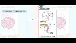 Vias Aferentes e Eferentes do Sistema Nervoso  Parte 03  NeuroLogia em Mapas Mentais [upl. by Erie36]