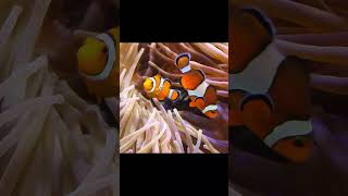 Pez payaso  Clownfish [upl. by Nyrahtak]