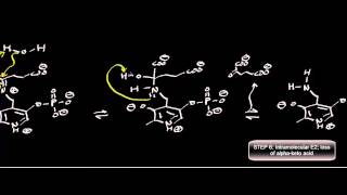 Biochemistry  Transaminase Mechanism Pyruvate Conversion to LAlanine [upl. by Alejoa]