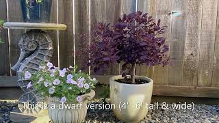 quotWineCraft Blackquot Dwarf Smoke Bush In Blooms Best Time To Prune  June 25 2022 [upl. by Riada]