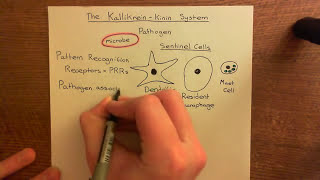 The KallikreinKinin System Part 1 [upl. by Dell]