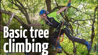 Simple amp safe tree climbing ascent technique [upl. by Aicilec]