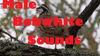 Sounds of a Male Bobwhite in Texas [upl. by Coit]