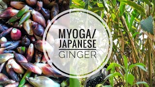 Myogajapanese ginger recipeslife in village official channel [upl. by Aser]