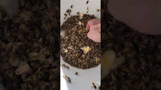 Honey Bees cleaning up some wax capping in a bucket ASMR [upl. by Ojillib422]