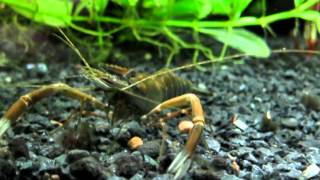 RED CLAW SHRIMP  Alpha Male [upl. by Malinin24]