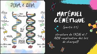 Le matériel génétique  partie 1 📣 EXPLICATION 🔔 L2 Génétique SNV GENETIQUE [upl. by Eedyak477]