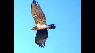 Shorttoed Snake Eagle in Flight [upl. by Vaios]