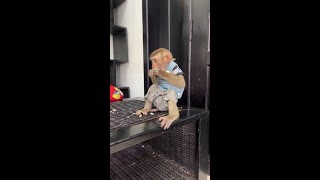 Monkey Having Some Fruits Today shorts monkey [upl. by Rachaba331]