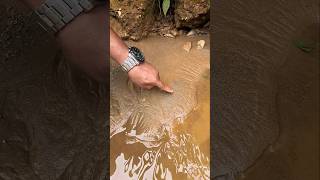 Crazy😱‼️discovery of gold dust in inland rivers carried by flash waters golddiscovery goldrush [upl. by Lenhart190]