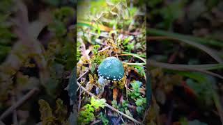 Incredible Fungi You Didnt Know Existed 🍄 mushroom [upl. by Uriia603]