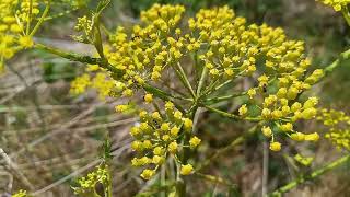 Wild Parsnip A Majestic Symphony of Natures Beauty Unleashed [upl. by Urban]