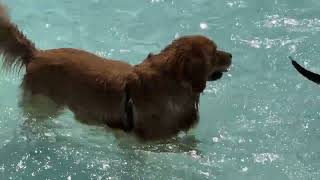 Highlights of the Pooch Plunge 2024 [upl. by Germain]