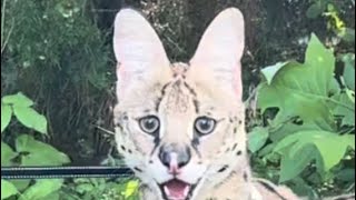 Wild Serval Cat eats Shrimp [upl. by Eelyac]