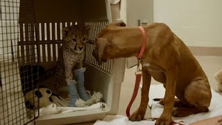 San Diego cheetah cub recovers from surgery with puppy companion [upl. by Airec]