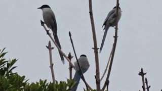 Azurewinged Magpie [upl. by Addison]