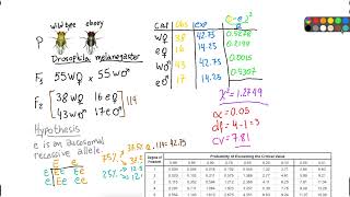 Chisquared test  genetics of Drosophila fruit fly HLLS33 [upl. by Ahseena]