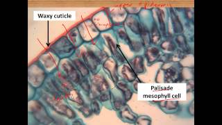 Leaf structure and photosynthesis for IGCSE Biology [upl. by Eihcra]