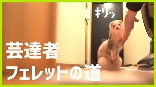 芸達者フェレットの道はまだ遠い  ferret lab 213 [upl. by Eihpos]