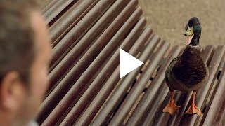 Duck  Cigarette Butts are Rubbish  Keep Britain Tidy Advert [upl. by Alimaj]