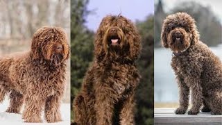 Barbet  Funny and Cute dog video compilation in 2022 [upl. by Pettit854]