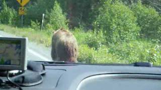 Alaska Bear Attacks Car 26 June 2009 [upl. by Georgetta635]