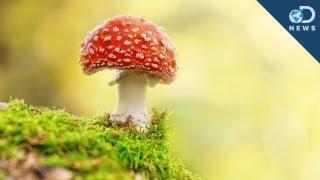 Could Psychedelic Shrooms Treat Depression [upl. by Giamo]