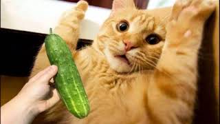 CUCUMBERS VS CATS  SUPER CONFRONTATION [upl. by Supat]