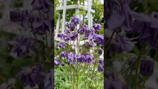 Meine 13 LIEBLINGSPFLANZEN für den Frühlingsgarten🌿🌸 gardening frühlingsblumen garten [upl. by Schrick]