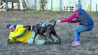 Powerful attacks of Doberman Rottweiler and Groenendael Training of service dogs [upl. by Howarth]