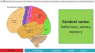 Edexcel 91 SB2e The Brain [upl. by Botzow]